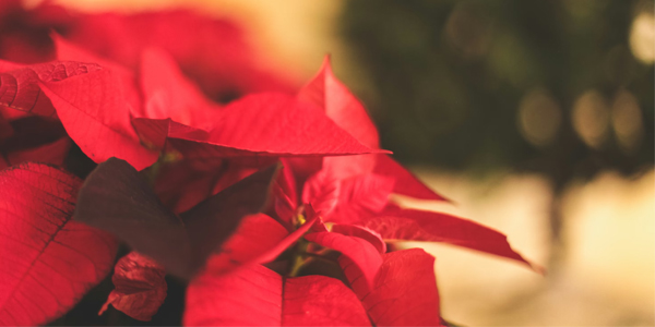 Christmas Liturgy Schedule